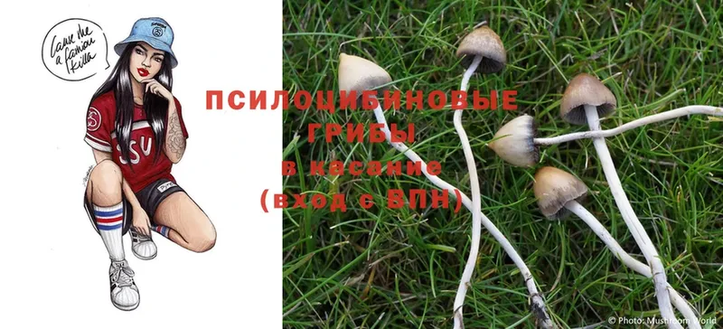 дарнет шоп  Зуевка  Галлюциногенные грибы Magic Shrooms 